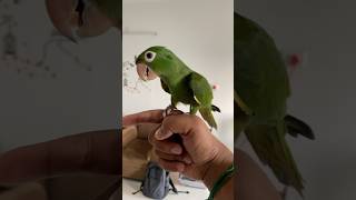 White eyed conure  freeflight whiteeyedconure sunconure nanday conure [upl. by Cnut]