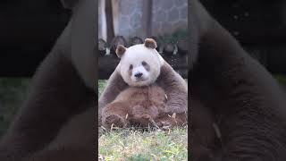 Brown panda sleeping  Panda Qizai panda pandalove cute pandalife animals [upl. by Neehsar]