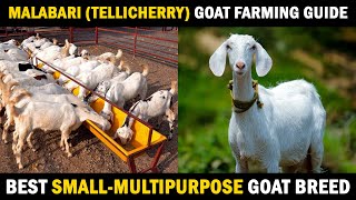 MALABARI GOAT FARMING  TELLICHERRY GOAT FARM GUIDE  Best Goat Breed in India [upl. by Alleuqram489]