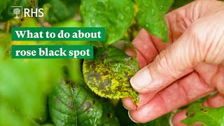 What to do about rose black spot  The RHS [upl. by Nerrual]