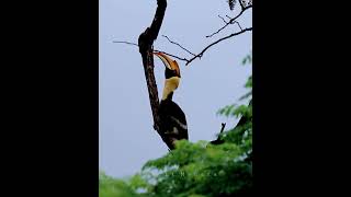 Hornbill calling GREAT HORNBILL CALL [upl. by Neahs616]