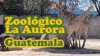 Tour completo zoológico la aurora [upl. by Mcfadden75]