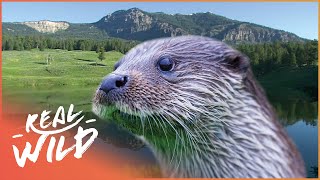 How Otters Survive In The Rocky Mountains  River Masters  Real Wild [upl. by Bellanca]