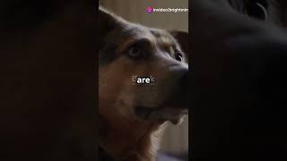 Why Do Dogs Tilt Their Heads [upl. by Anitsyrc311]