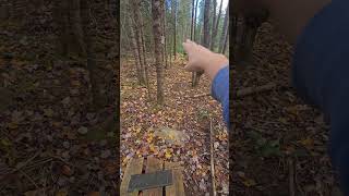 How Are The Jackolanterns Doing From My Last Camping Video Two Weeks Later [upl. by Elliott]