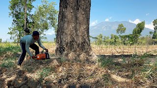 Fastest… cut down 3 huge trees with strongest chainsaw ‼️ [upl. by Clough549]