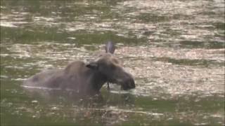 Moose at Mud Lake Flathead National Forest Montana [upl. by Simdars356]