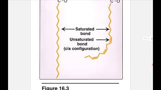 Lipid Chemistry  Biochemistry lec 2 [upl. by Adrell]