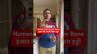 Human Real Sacrum Bone  इंसान की असली सेक्रम हड्डी shorts trending viral youtubeshorts short [upl. by Holland119]