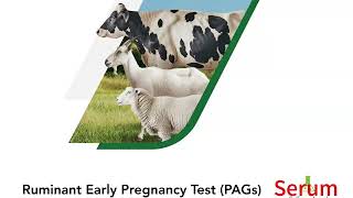 Ruminant Early Pregnancy TestPAGsBy Serum [upl. by Haronid]