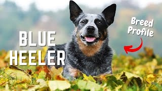 Blue Heeler Dogs Everything You NEED To Know About Australian Cattle Dogs  Pet Insider [upl. by Ycniuqal]