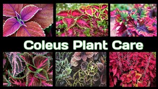 coleus plant how to make Coleus bushy Coleus propagation [upl. by Dnalon]