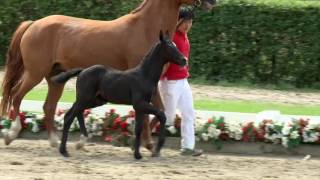 123 Rheinblick Hengst v Ribery Gold  Royal Angel [upl. by Itnava]