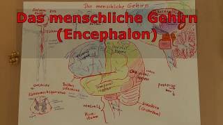 Das menschliche Gehirn Encephalon Neuroanatomie für Psychologen und Interessierte [upl. by Niroc]