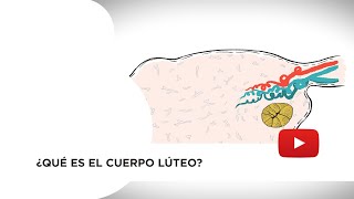 ¿Qué es el cuerpo lúteo [upl. by Ynagoham]