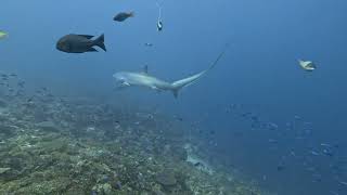 Thresher shark encounter  Malapascua Island Philippines Nov 2024 [upl. by Sidoney]