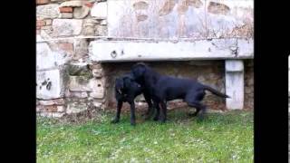 Labrador Retriever Fanworts Bill Robin und Roume vom Kastell Stegraifepach Muffin [upl. by Landes828]