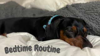 Discover the Cutest Mini Dachshund Bedtime Routine Ever [upl. by Awahsoj]