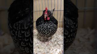 Silver laced bantam barnevelder chicken [upl. by Brookes392]