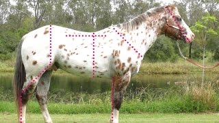 Evaluating the conformation of the Sportaloosa  Appaloosas Knabstruppers appaloosa spotted horses [upl. by Artur]