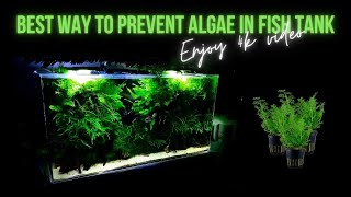 How to prevent algae invasion in Planted tank  Ceratopteris thalictroides [upl. by Iht]