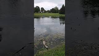 guinea fowl flying [upl. by Jaime]