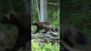 wolverine vs honey badger who wins animals facts wildlife wildanimalfacts [upl. by Ria]