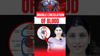 Double Circulation Of Blood neetbiology neet2025 riturattewal doublecirculation [upl. by Katusha646]