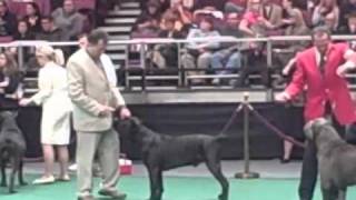 135th Westminster Dog Show  Cane Corso Breed Judging [upl. by Arlene984]