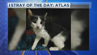 Stray of the Day Atlas 5am 91724 [upl. by Kaja]