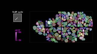 Oscillation phases of glomeruli in the olfactory bulb of a mouse [upl. by Yennej]