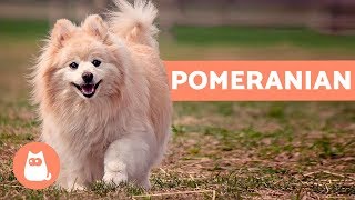 All About the POMERANIAN  Characteristics and Care [upl. by Enelehs]