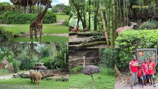 Disney World Animal Kingdom Africa Safari Tour Ride With Us To Safari gloriousliving6298 disney [upl. by Meluhs927]