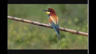 Bijeneters op Lesbos 2014 Beeeaters on Levos 2014 Lesvos birding 2014 [upl. by Metsky489]