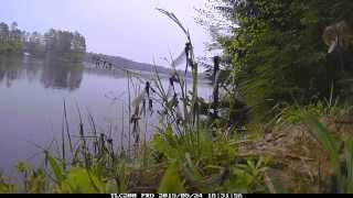 Hellgrammites hatching end of May in Wisconsin  Time Lapse [upl. by Akimrehs]