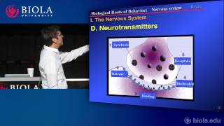 PSYC200 9 Neuroscience Part 3 Organization of the Brain [upl. by Eisus646]