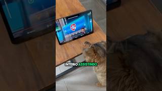 CACHORRO 🐶 vicid0 em tablet [upl. by Holcomb]