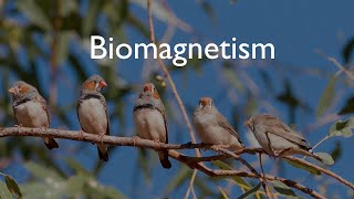 How Migratory Birds Use Earths Magnetic Field as an Aid to Navigation  Biomagnetism [upl. by Rainger]