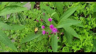 snowberry clearwing moths at NY ironweed [upl. by Ettelohcin]