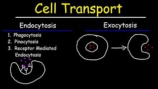 Cell Transport  Endocytosis Exocytosis Phagocytosis and Pinocytosis [upl. by Doane]