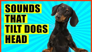 Sounds That Make Dogs Tilt Their Head GUARANTEED [upl. by Latini]