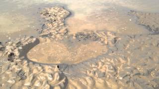 Flood tide eroding dunes [upl. by Lindgren]