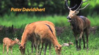 Natuurpark Lelystad Ontmoet de bijzondere bewoners [upl. by Fidelia849]