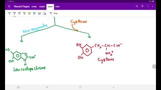 BIOSYNTHESIS OF MELANIN [upl. by Alcot]