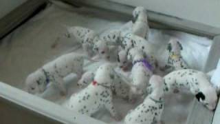 Dalmatian Puppies Eleven of Them 90 shy of 101 Dalmatians [upl. by Etnaed]