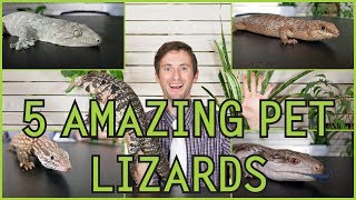 Five of the Best Pet Lizards You Could Possibly Get [upl. by Siubhan]