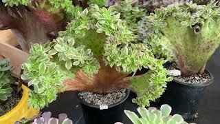 AEONIUM KOREAN SUCCULENTS FOR SALE  CALL ATHUY 669 285 9125  122123 MERRY CHRISTMAS [upl. by Samy]