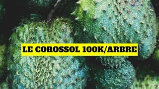 Le corossol peut générer 100 000FCFA arbre par an [upl. by Ailssa]