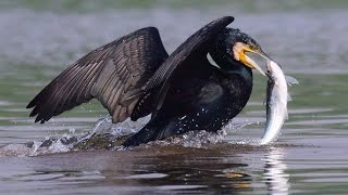 Indian cormorant fishing in group [upl. by Anerb]