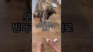 싸늘하다 가슴에 비숑이 날아와 꽂힌다 도박중독 타짜 [upl. by Leugar]